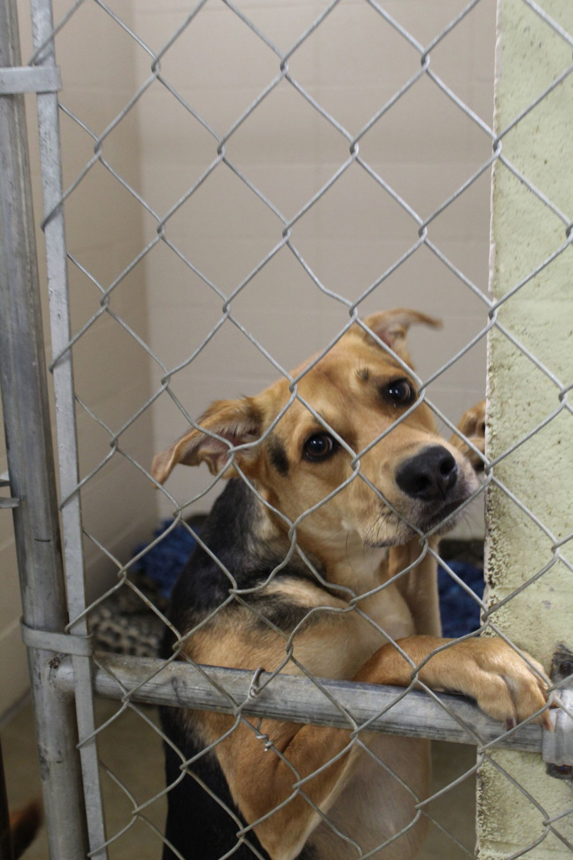 Donation a wash at Lake County Animal Shelter